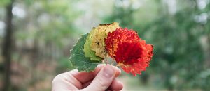 Changing the Stories We Tell Ourselves: A Gentle Look at CBT